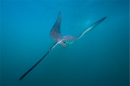 simsearch:841-06499512,k - Spotted eagle ray (Aetobatus narinari) underwater, Leon Dormido Island, San Cristobal Island, Galapagos Islands, Ecuador, South America Photographie de stock - Rights-Managed, Code: 841-06499372