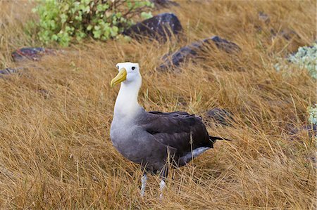 simsearch:841-06499379,k - Adult waved albatross (Diomedea irrorata), Espanola Island, Galapagos Islands, UNESCO World Heritage Site, Ecuador, South America Photographie de stock - Rights-Managed, Code: 841-06499384