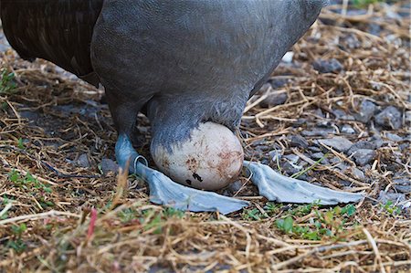 egg (animal) - Adult waved albatross (Diomedea irrorata) with single egg, Espanola Island, Galapagos Islands, Ecuador, South America Stock Photo - Rights-Managed, Code: 841-06499388