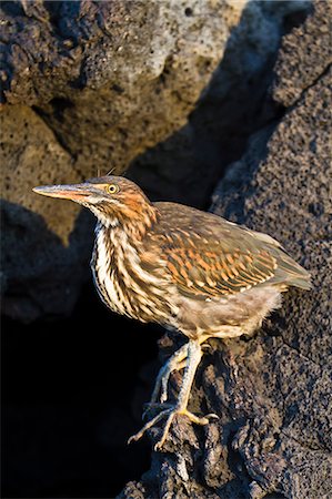 Lava heron (striated heron) (Butorides striata), Puerto Egas, Santiago Island, Galapagos, Ecuador, South America. Stock Photo - Rights-Managed, Code: 841-06499380