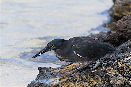 Lava heron (striated heron) (Butorides striata), Puerto Egas, Santiago Island, Galapagos, Ecuador, South America Foto de stock - Con derechos protegidos, Código: 841-06499381