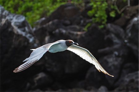 simsearch:841-06499451,k - Adult swallow-tailed gull (Creagrus furcatus), Genovesa Island, Galapagos Islands, Ecuador, South America Photographie de stock - Rights-Managed, Code: 841-06499382