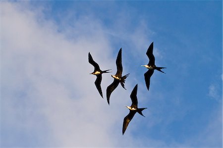 Magnificent frigatebirds (Fregata magnificens), Punta Pitt, San Cristobal Island, Galapagos Islands, Ecuador, South America Stock Photo - Rights-Managed, Code: 841-06499399