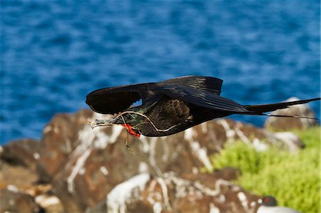 Adult male magnificent frigatebird (Fregata magnificens), Las Bachas, Santa Cruz Island, Galapagos Islands, Ecuador, South America Photographie de stock - Rights-Managed, Code: 841-06499391