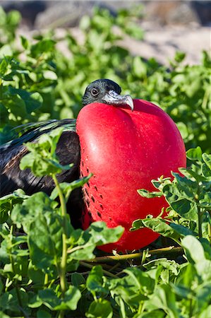 simsearch:841-06499379,k - Adult male magnificent frigatebird (Fregata magnificens), Las Bachas, Santa Cruz Island, Galapagos Islands, Ecuador, South America Photographie de stock - Rights-Managed, Code: 841-06499392