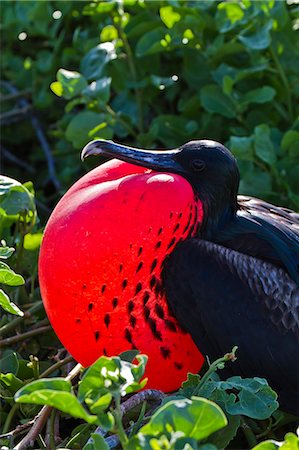 frégate - Adult male magnificent frigatebird (Fregata magnificens), Las Bachas, Santa Cruz Island, Galapagos Islands, Ecuador, South America Photographie de stock - Rights-Managed, Code: 841-06499393