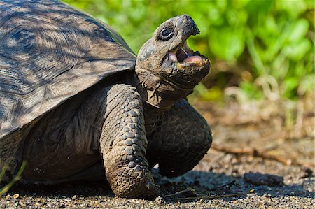 Wild Galapagos tortoise (Geochelone elephantopus), Urbina Bay, Isabela Island, Galapagos Islands, UNESCO World Heritage Site, Ecuador, South America Foto de stock - Con derechos protegidos, Código: 841-06499405