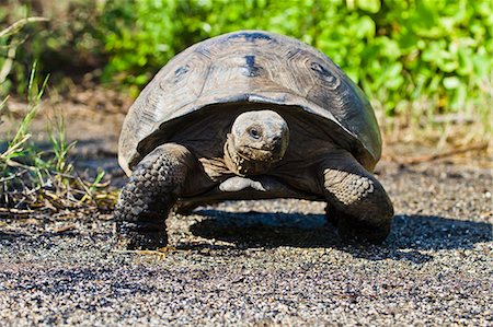 simsearch:841-06499404,k - Wild Galapagos tortoise (Geochelone elephantopus), Urbina Bay, Isabela Island, Galapagos Islands, UNESCO World Heritage Site, Ecuador, South America Photographie de stock - Rights-Managed, Code: 841-06499406