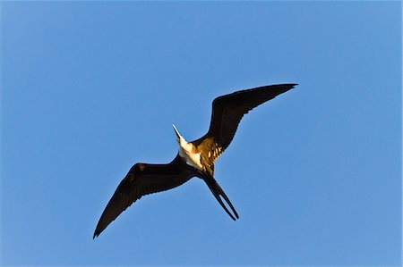 Magnificent frigatebird (Fregata magnificens), Punta Pitt, San Cristobal Island, Galapagos Islands, Ecuador, South America Stock Photo - Rights-Managed, Code: 841-06499400