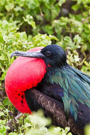 simsearch:841-06499379,k - Adult male great frigatebird (Fregata minor), Genovesa Island, Galapagos Islands, UNESCO World Heritage Site, Ecuador, South America Photographie de stock - Rights-Managed, Code: 841-06499402