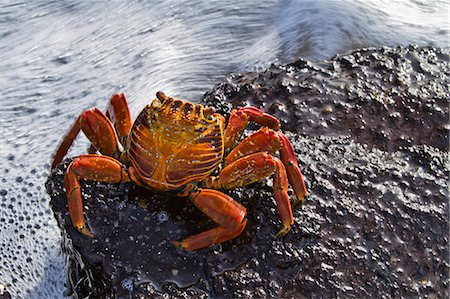 Sally lightfoot crab (Grapsus grapsus), Punta Cormorant, Floreana Island, Galapagos Islands, Ecuador, South America Stock Photo - Rights-Managed, Code: 841-06499414