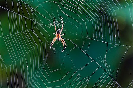 simsearch:841-06445331,k - Spider in web, Cerro Dragon, Santa Cruz Island, Galapagos Islands, Ecuador, South America Photographie de stock - Rights-Managed, Code: 841-06499419