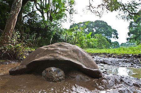 simsearch:841-06499390,k - Wild Galapagos tortoise (Geochelone elephantopus), Santa Cruz Island, Galapagos Islands, UNESCO World Heritage Site, Ecuador, South America Foto de stock - Con derechos protegidos, Código: 841-06499410