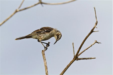 Adult San Cristobal mockingbird (Chatham mockingbird) (Mimus melanotis), Cerro Bruja, San Cristobal Island, Galapagos Islands, Ecuador, South America Stock Photo - Rights-Managed, Code: 841-06499425