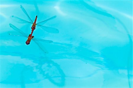 santa cruz island (galapagos) - Dragonflies mating, Santa Cruz Island, Galapagos Islands, Ecuador, South America Stock Photo - Rights-Managed, Code: 841-06499420