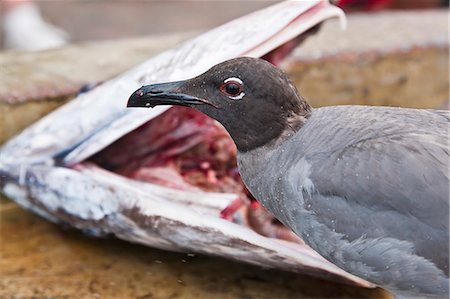 simsearch:841-06499379,k - Lava gull (Leucophaeus fuliginosus), Puerto Ayora, Santa Cruz Island, Galapagos Islands, Ecuador, South America Photographie de stock - Rights-Managed, Code: 841-06499422