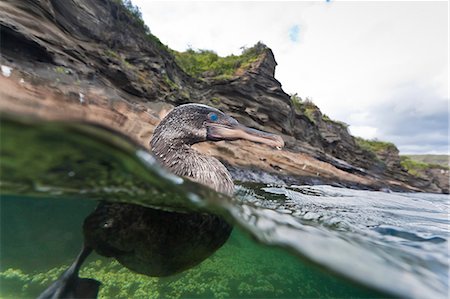 Flightless cormorant (Nannopterum harrisi), Tagus Cove, Isabela Island, Galapagos Islands,UNESCO World Heritage Site, Ecuador, South America Stock Photo - Rights-Managed, Code: 841-06499434
