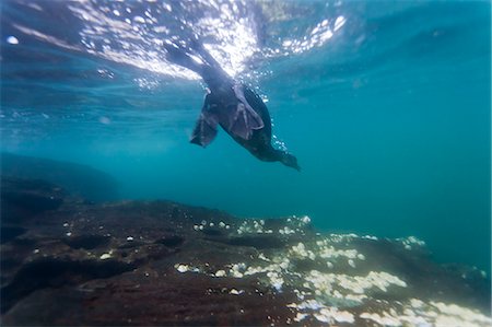 Flightless cormorant (Nannopterum harrisi) hunting underwater, Tagus Cove, Isabela Island, Galapagos Islands, Ecuador, South America Stock Photo - Rights-Managed, Code: 841-06499436