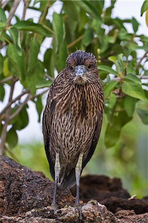 Juvenile yellow-crowned night heron (Nyctanassa violacea), Genovesa Island, Galapagos Islands, Ecuador, South America Foto de stock - Direito Controlado, Número: 841-06499438