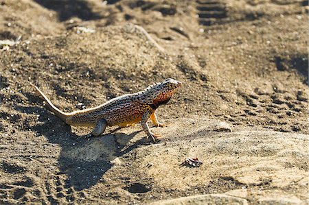 simsearch:841-06499391,k - Male lava lizard (Microlophus spp), Las Bachas, Santa Cruz Island, Galapagos Islands, Ecuador, South America Stock Photo - Rights-Managed, Code: 841-06499430