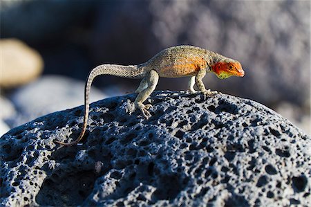 santa cruz island - Female lava lizard (Microlophus spp), Las Bachas, Santa Cruz Island, Galapagos Islands, Ecuador, South America Photographie de stock - Rights-Managed, Code: 841-06499431