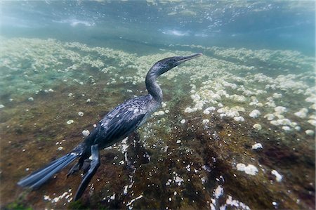 Flightless cormorant (Nannopterum harrisi) hunting underwater, Tagus Cove, Isabela Island, Galapagos Islands, Ecuador, South America Foto de stock - Con derechos protegidos, Código: 841-06499433