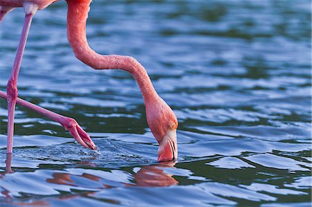Greater flamingo (Phoenicopterus ruber), Las Bachas, Santa Cruz Island, Galapagos Islands, Ecuador, South America Foto de stock - Con derechos protegidos, Código: 841-06499444