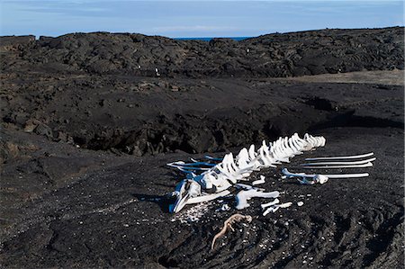 esqueleto - Whale skeleton, Fernandina Island, Galapagos Islands, UNESCO World Heritage Site, Ecuador, South America Photographie de stock - Rights-Managed, Code: 841-06499446