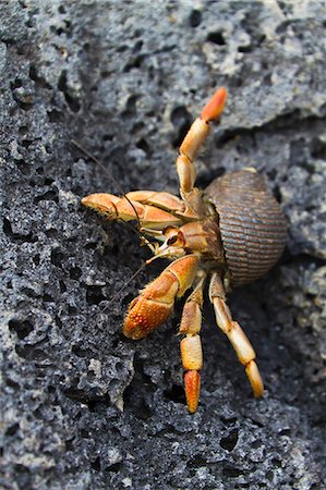 Hermit crab (Cerro Bruja), San Cristobal Island, Galapagos Islands, Ecuador, South America Stock Photo - Rights-Managed, Code: 841-06499449