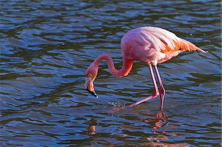 flamingo (bird) - Greater flamingo (Phoenicopterus ruber), Las Bachas, Santa Cruz Island, Galapagos Islands, Ecuador, South America Stock Photo - Rights-Managed, Code: 841-06499441