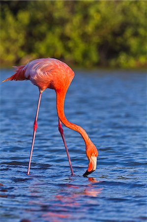 simsearch:841-06499379,k - Greater flamingo (Phoenicopterus ruber), Las Bachas, Santa Cruz Island, Galapagos Islands, Ecuador, South America Photographie de stock - Rights-Managed, Code: 841-06499442