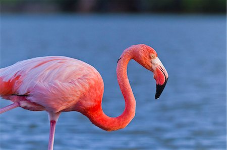 flamenco (ave) - Greater flamingo (Phoenicopterus ruber), Las Bachas, Santa Cruz Island, Galapagos Islands, Ecuador, South America Foto de stock - Con derechos protegidos, Código: 841-06499443