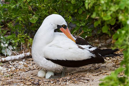 santiago island - Adult Nazca booby (Sula grantii) on eggs, Punta Suarez, Santiago Island, Galapagos Islands, Ecuador, South America Photographie de stock - Rights-Managed, Code: 841-06499454