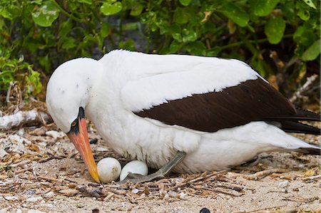 santiago island - Adult Nazca booby (Sula grantii) on eggs, Punta Suarez, Santiago Island, Galapagos Islands, Ecuador, South America Photographie de stock - Rights-Managed, Code: 841-06499455