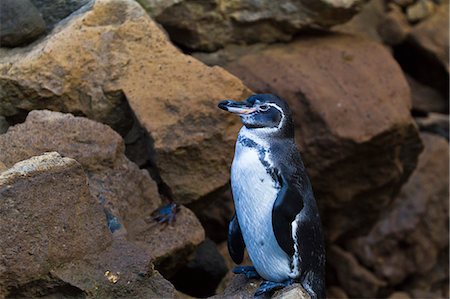 Adult Galapagos penguin (Spheniscus mendiculus), Bartolome Island, Galapagos Islands, Ecuador, South America Stock Photo - Rights-Managed, Code: 841-06499456
