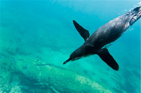 Adult Galapagos penguin (Spheniscus mendiculus) underwater, Bartolome Island, Galapagos Islands, Ecuador, South America Photographie de stock - Rights-Managed, Code: 841-06499458