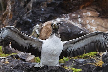 Nazca booby (Sula grantii) chick, Punta Suarez, Santiago Island, Galapagos Islands, Ecuador, South America Photographie de stock - Rights-Managed, Code: 841-06499450