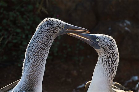 simsearch:841-06499484,k - Blue-footed booby (Sula nebouxii), North Seymour Island, Galapagos Islands, Ecuador, South America Foto de stock - Con derechos protegidos, Código: 841-06499464