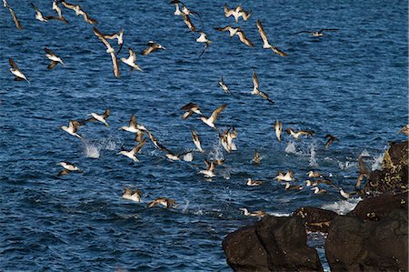 simsearch:841-06499498,k - Blue-footed booby (Sula nebouxii), North Seymour Island, Galapagos Islands, Ecuador, South America Photographie de stock - Rights-Managed, Code: 841-06499465