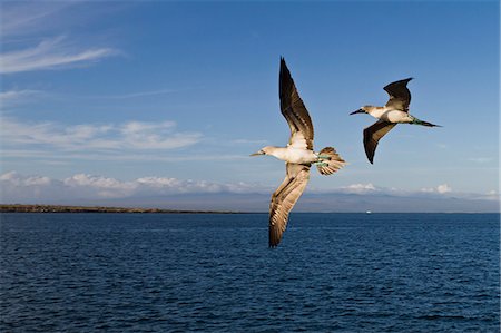 simsearch:841-06499492,k - Blue-footed booby (Sula nebouxii), North Seymour Island, Galapagos Islands, Ecuador, South America Foto de stock - Con derechos protegidos, Código: 841-06499463