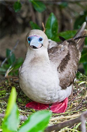 Adult dark morph red-footed booby (Sula sula), Genovesa Island, Galapagos Islands, Ecuador, South America Photographie de stock - Rights-Managed, Code: 841-06499474