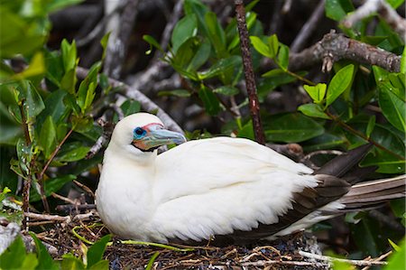 Adult white morph red-footed booby (Sula sula), Genovesa Island, Galapagos Islands, Ecuador, South America Photographie de stock - Rights-Managed, Code: 841-06499476