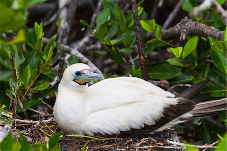 simsearch:841-06499484,k - Adult white morph red-footed booby (Sula sula), Genovesa Island, Galapagos Islands, Ecuador, South America Foto de stock - Con derechos protegidos, Código: 841-06499476