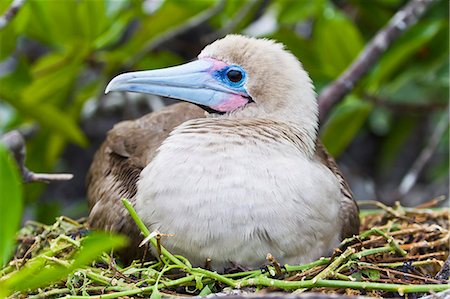 simsearch:841-06499484,k - Adult dark morph red-footed booby (Sula sula), Genovesa Island, Galapagos Islands, Ecuador, South America Foto de stock - Con derechos protegidos, Código: 841-06499477