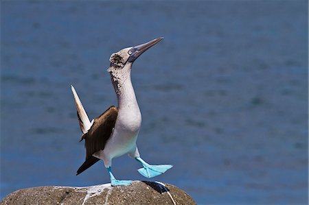 simsearch:841-06499486,k - Blue-footed booby (Sula nebouxii) male, North Seymour Island, Galapagos Islands, Ecuador, South America Stock Photo - Rights-Managed, Code: 841-06499470