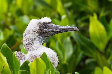 Red-footed booby (Sula sula) chick, Genovesa Island,  Galapagos Islands, Ecuador, South America Photographie de stock - Rights-Managed, Code: 841-06499472