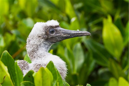 simsearch:841-06499451,k - Red-footed booby (Sula sula) chick, Genovesa Island,  Galapagos Islands, Ecuador, South America Photographie de stock - Rights-Managed, Code: 841-06499472