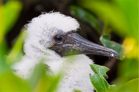 Red-footed booby (Sula sula) chick, Genovesa Island,  Galapagos Islands, Ecuador, South America Stock Photo - Rights-Managed, Code: 841-06499473