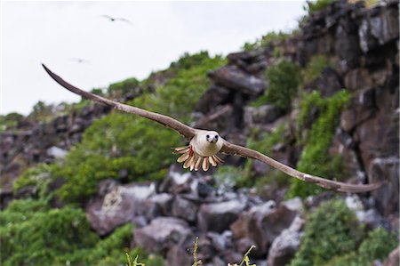 Adult dark morph red-footed booby (Sula sula) in flight, Genovesa Island, Galapagos Islands, Ecuador, South America. Photographie de stock - Rights-Managed, Code: 841-06499484