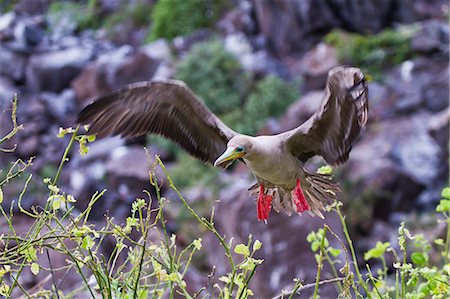 Adult dark morph red-footed booby (Sula sula) in flight, Genovesa Island, Galapagos Islands, Ecuador, South America Photographie de stock - Rights-Managed, Code: 841-06499485